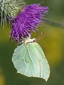 Brimstone - Gonepteryx rhamni © John Muddeman